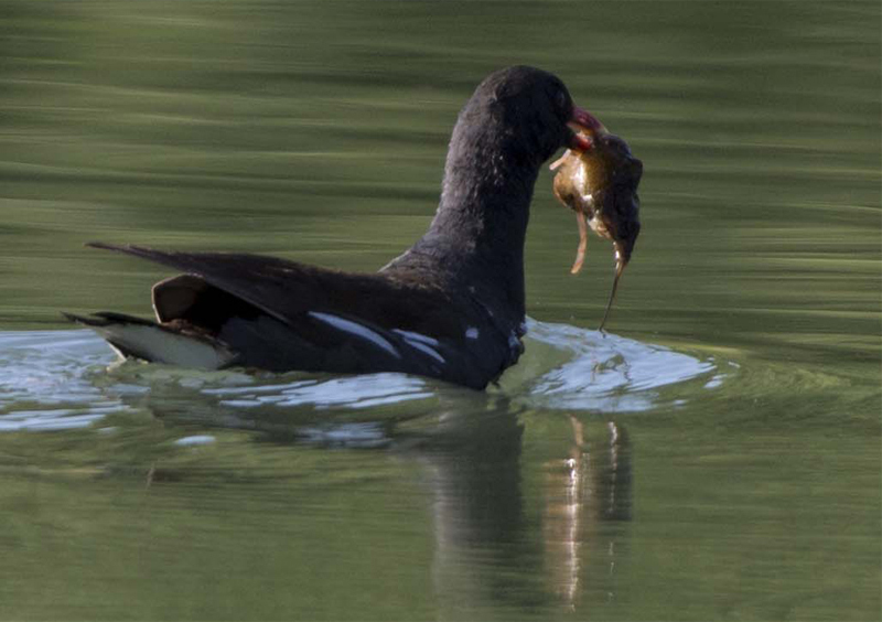 Cosa ha catturato la Gallinella ?